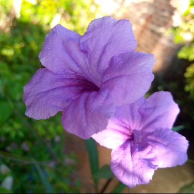 Ishara
